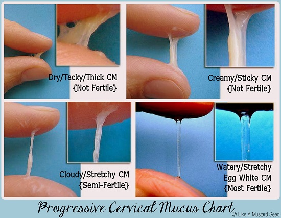 Using cervical mucus charting to tell the best time to get pregnant